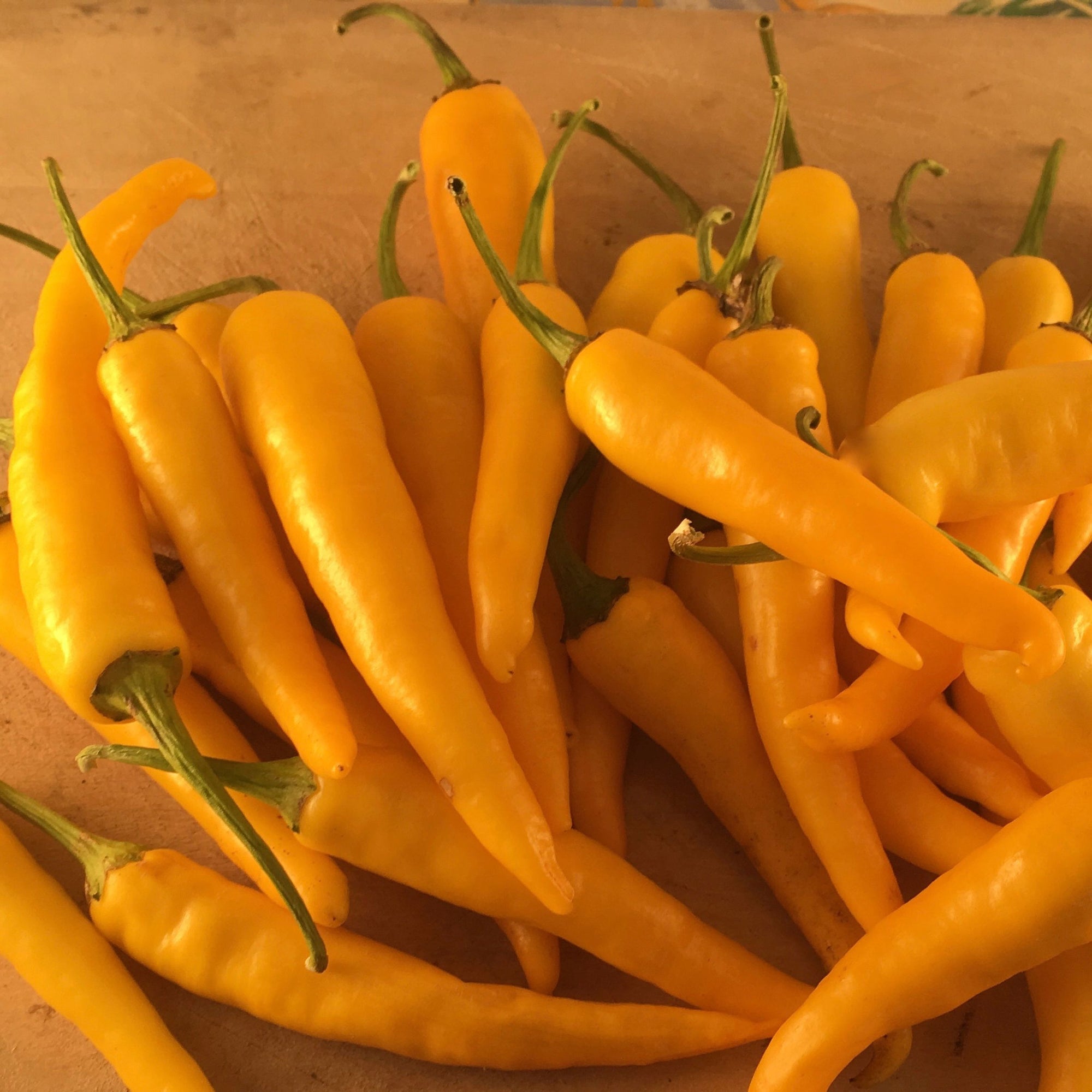 Un tas de piments jaune vif de Tourne-Sol, connu sous le nom de Piment Fort Ho Chi Minh - semences bio, avec des tiges vertes repose sur une surface en bois ; ces piments épicés sont idéaux pour un séchage facile.