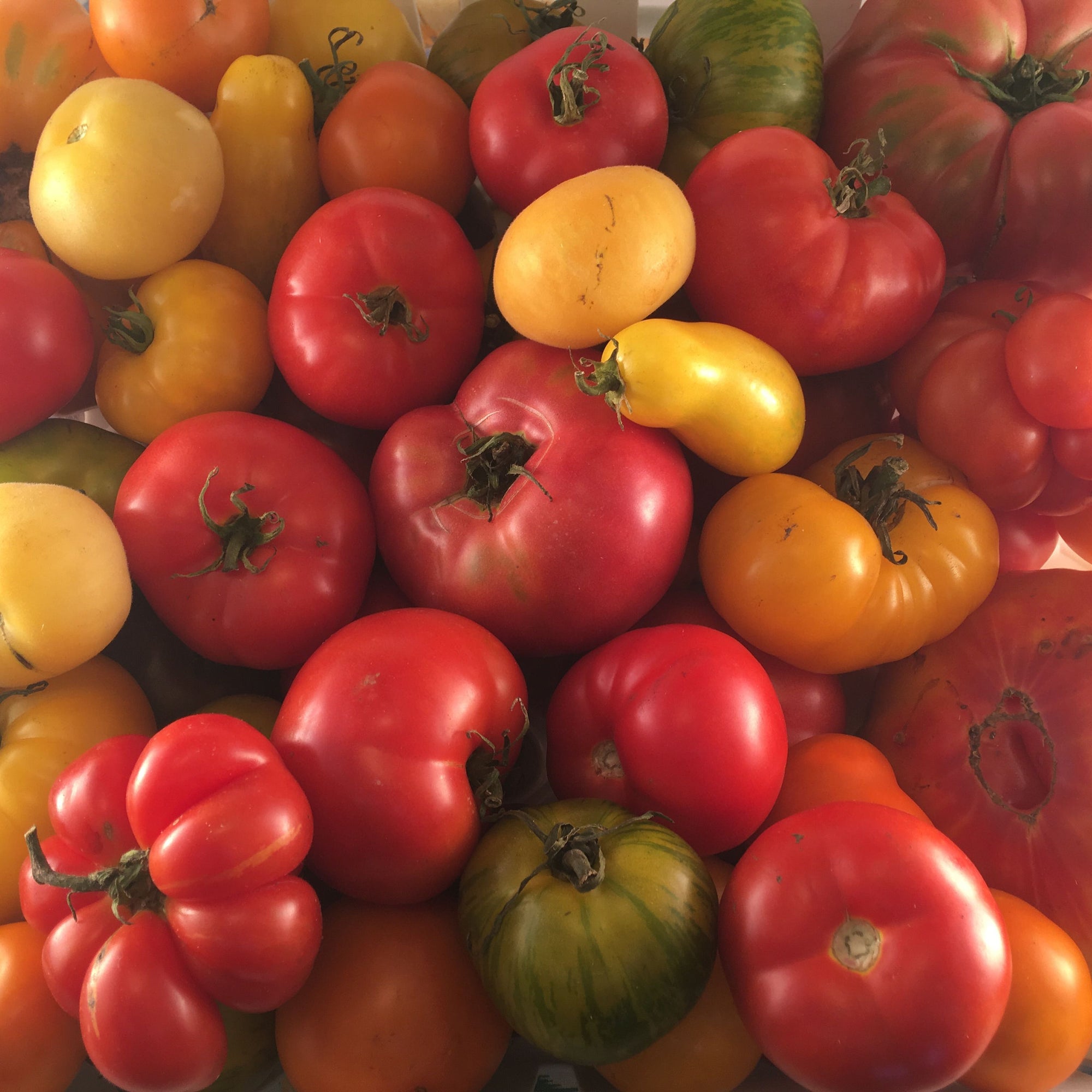 Un coffret de Toutes Les Tomates de Tourne-Sol de la marque Tourne-Sol.