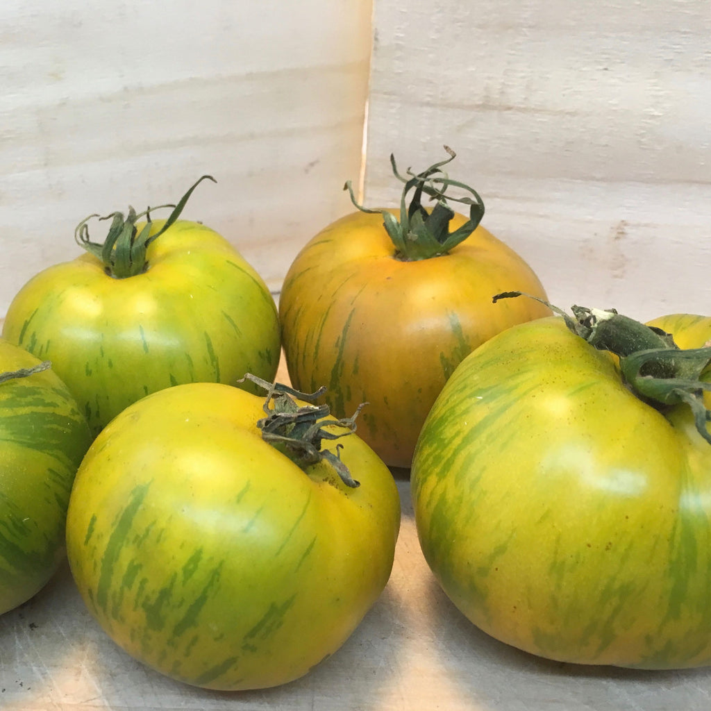 Green Zebra - Tomate / Tomatoes - Tourne-Sol