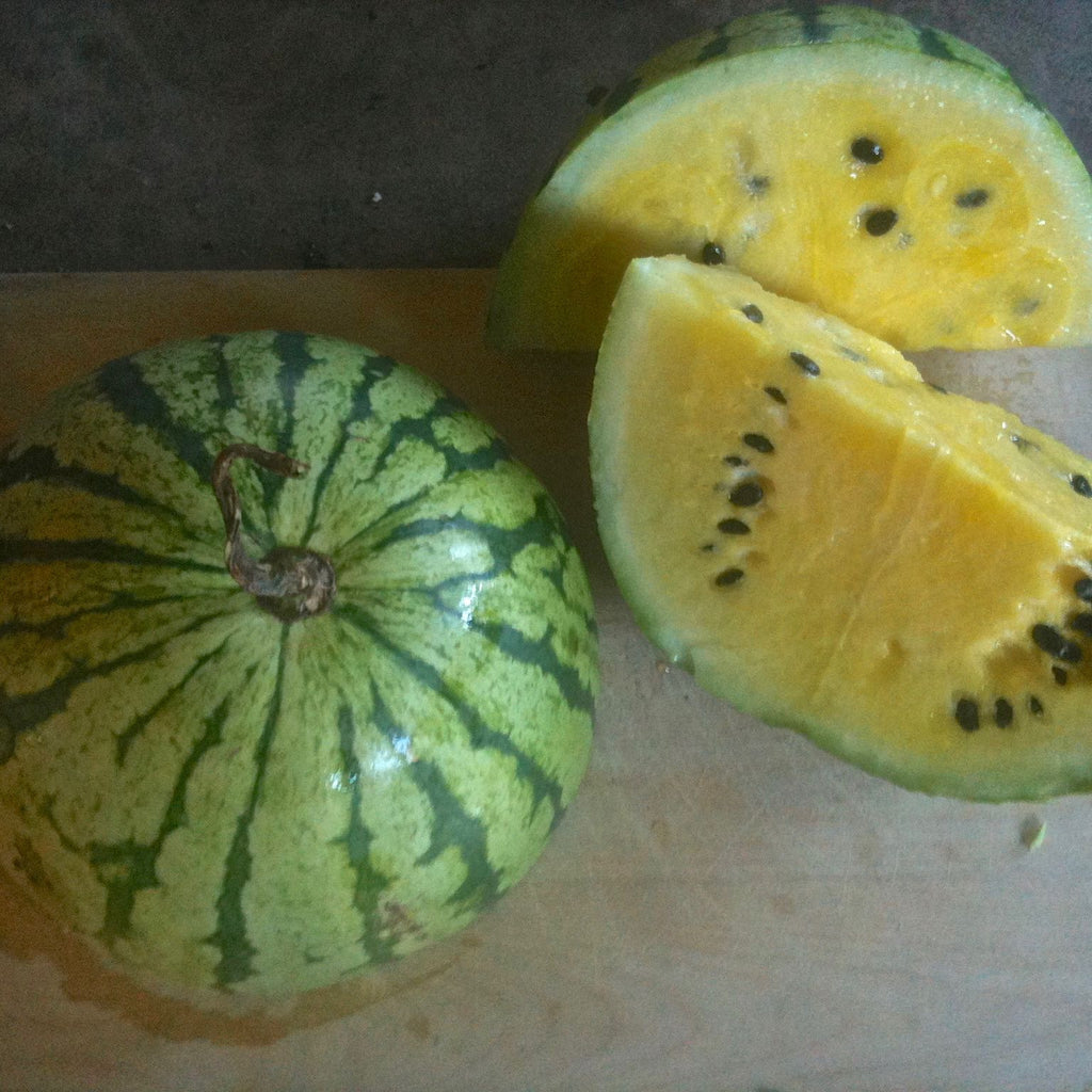 Early Moonbeam - Melon d'eau / Watermelon, Melon - Tourne-Sol