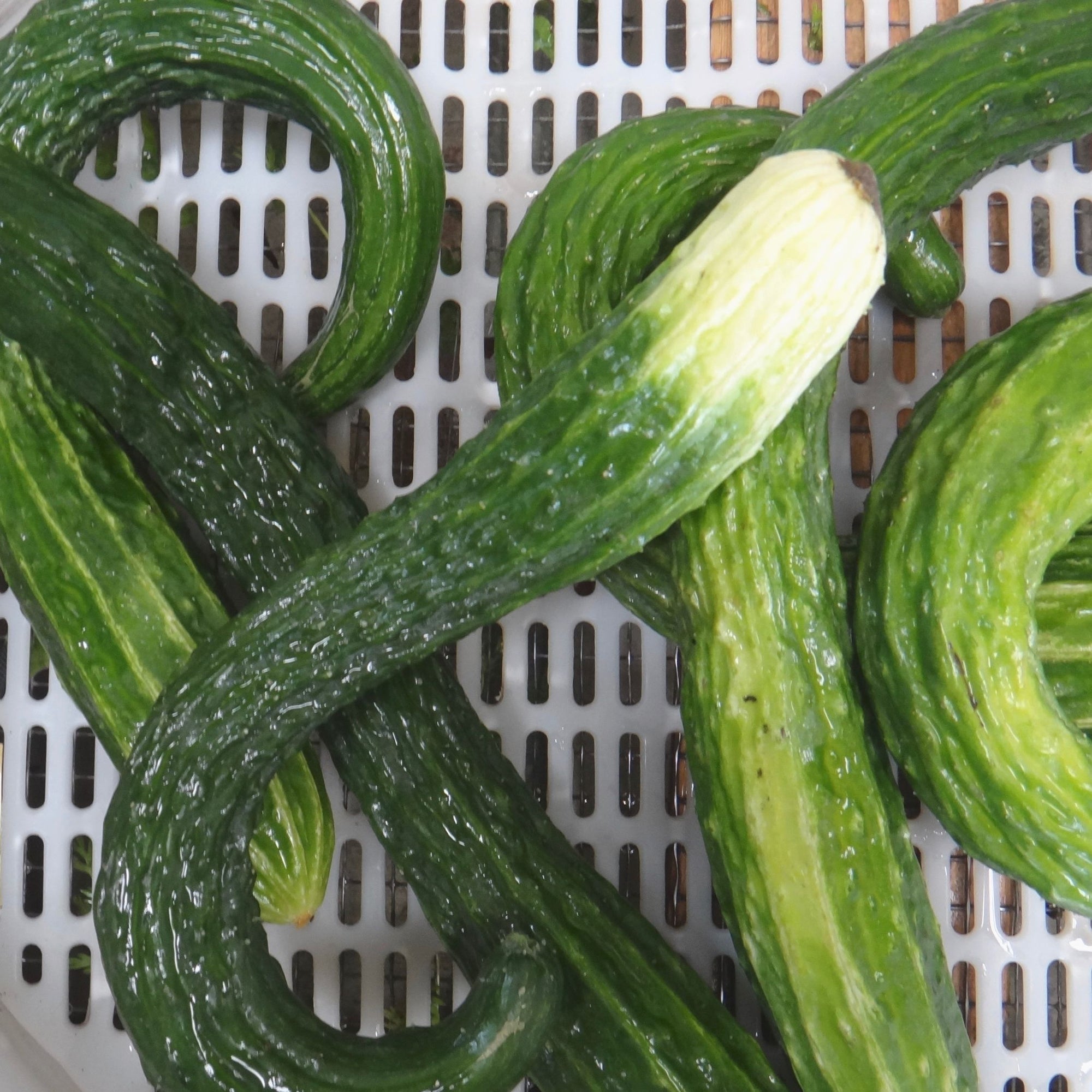 Un bouquet de courgettes vertes Concombre Suyo Long dans un panier en filet de Tourne-Sol.