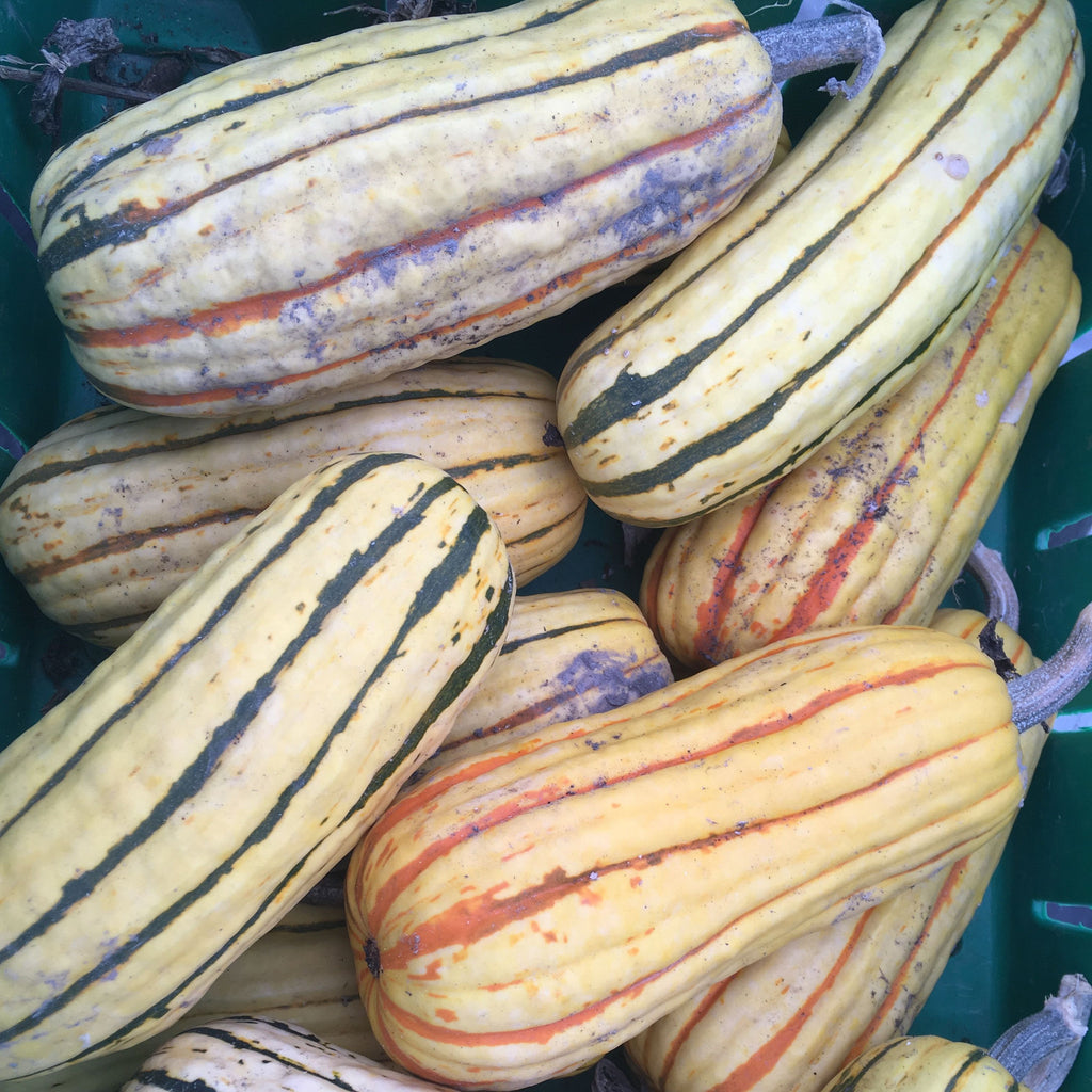ORNÉ DE FEUILLES
クッション付きラタンチェア crop_SQUA0214_Squash_Butternut