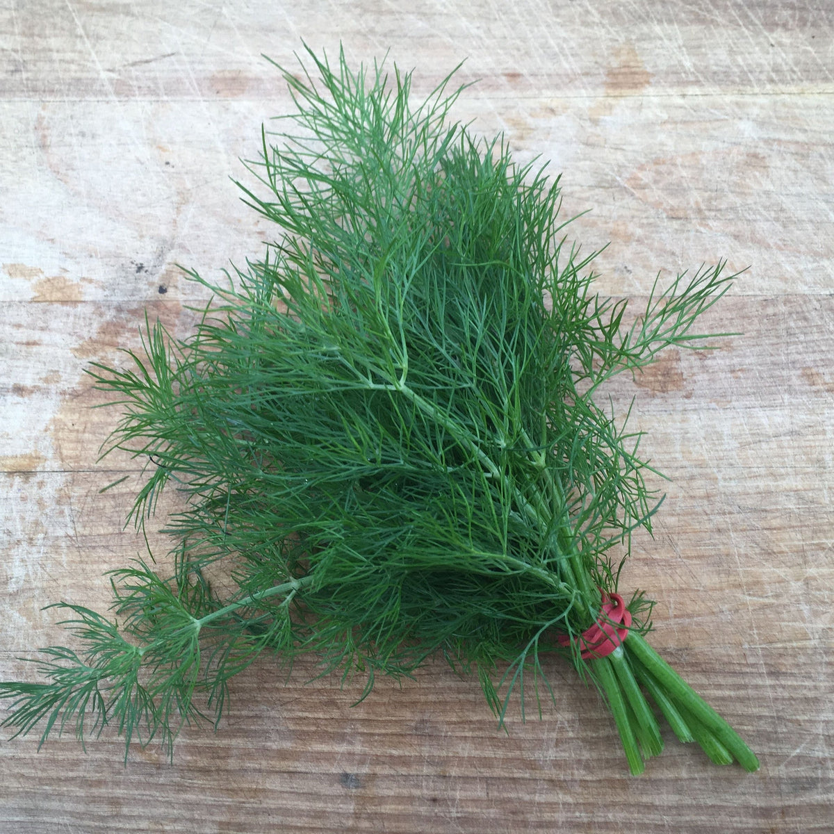 Un petit bouquet d&#39;Aneth Bouquet Format Vrac de la marque Tourne-Sol, avec ses feuilles d&#39;aneth vertes et plumeuses liées par un lien torsadé rouge, est parfait pour rehausser votre salade de patates ou garnir vos cornichons. Le bouquet est déposé sur une surface en bois rustique.