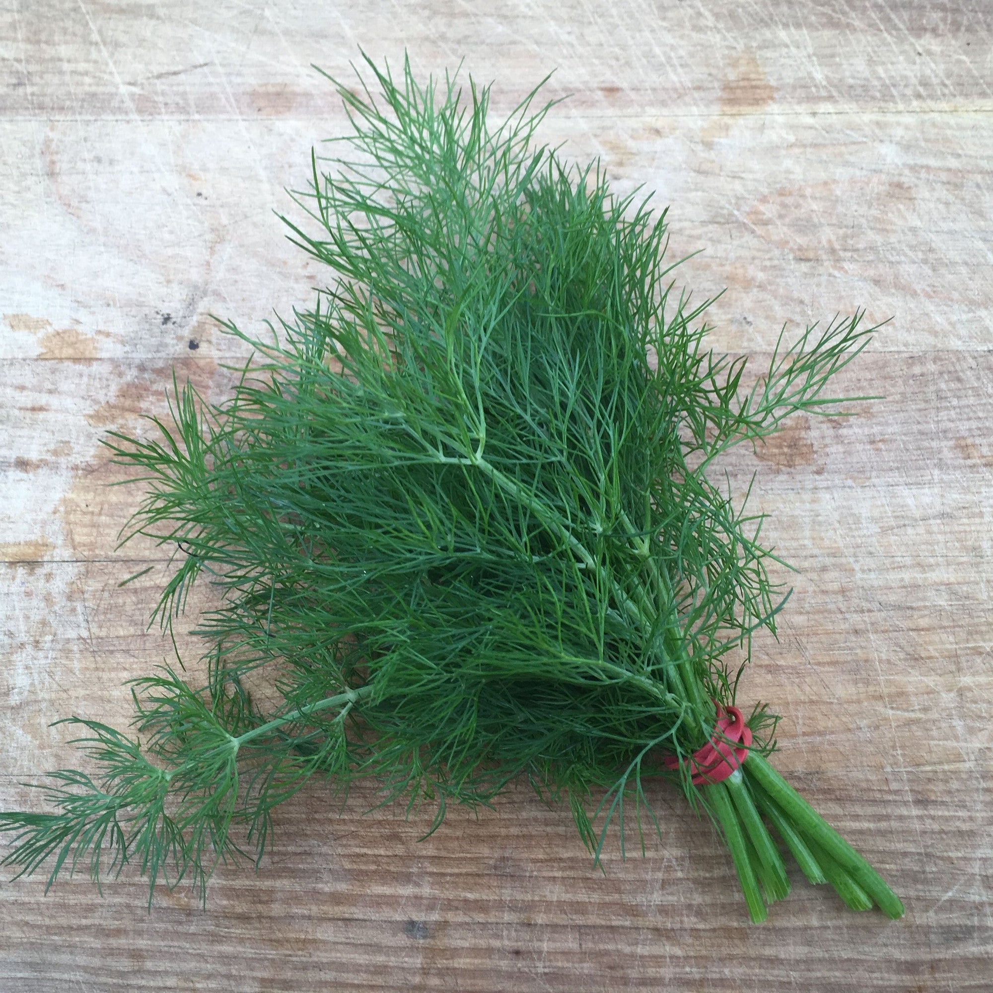 Un petit bouquet d'Aneth Bouquet Format Vrac de la marque Tourne-Sol, avec ses feuilles d'aneth vertes et plumeuses liées par un lien torsadé rouge, est parfait pour rehausser votre salade de patates ou garnir vos cornichons. Le bouquet est déposé sur une surface en bois rustique.