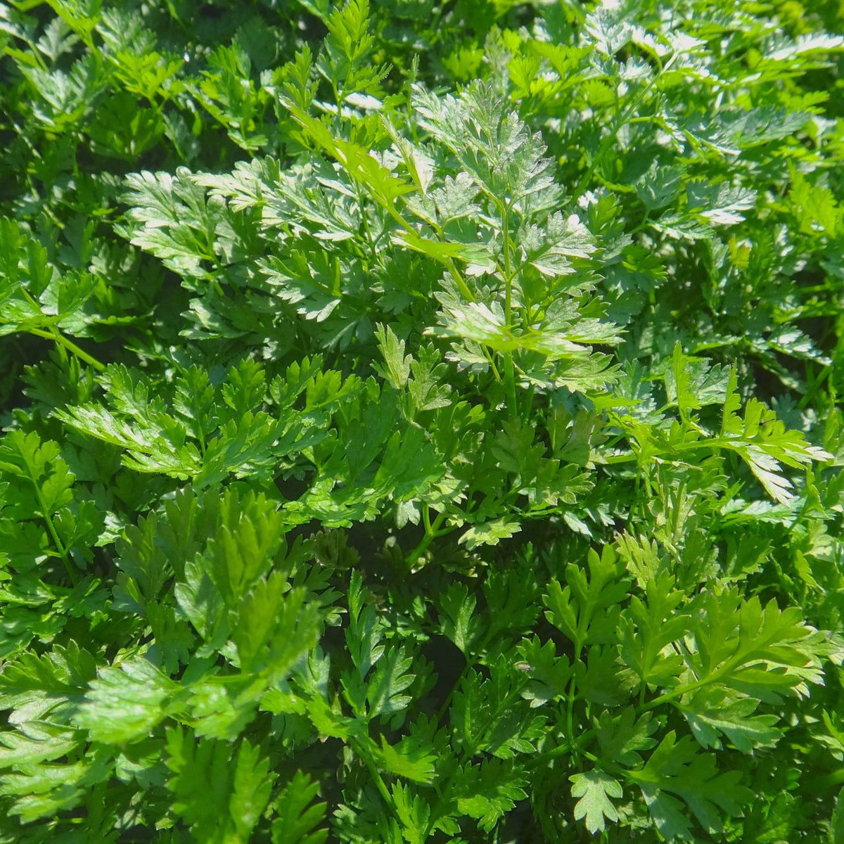 Gros plan d&#39;un plant de persil Cerfeuil Format Vrac d&#39;un vert luxuriant, aux feuilles fraîches et éclatantes. Le feuillage est dense, avec des feuilles vertes en dentelle, à la structure plate et dentée caractéristique. La lumière du soleil illumine doucement la partie supérieure de la plante, soulignant son aspect sain et naturel. Ce persil de haute qualité vous est proposé par Tourne-Sol.