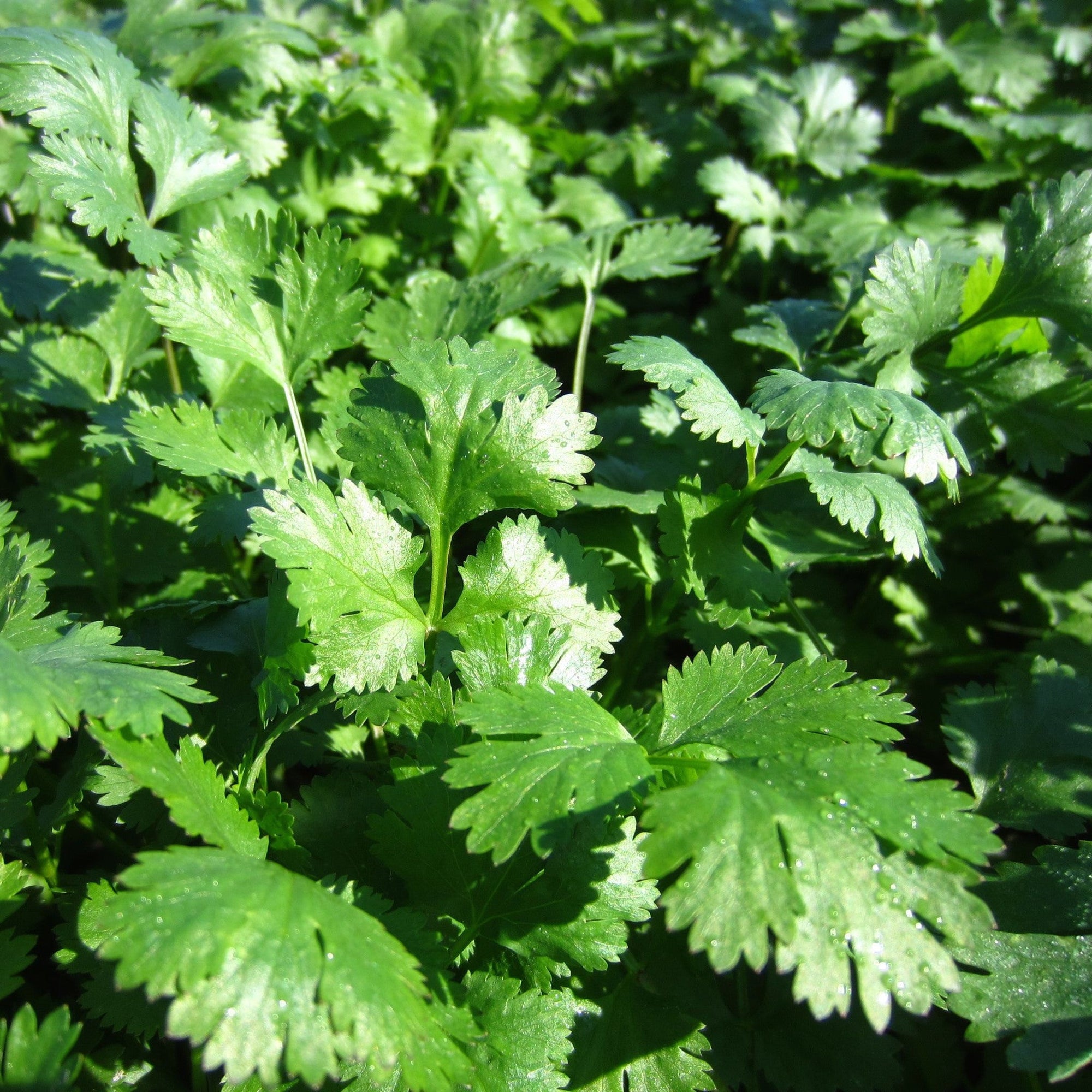 Un gros plan d'une plante 5 x Coriandre Santo aux feuilles vertes, avec des plats mexicains Tourne-Sol vibrants.