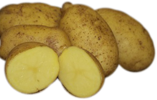 Une collection de pommes de terre entières TS Nicola - pomme de terre semence est présentée avec une moitié coupée pour révéler son intérieur lisse et jaune pâle. Ces pommes de terre certifiées biologiques présentent une peau rugueuse et brunâtre.